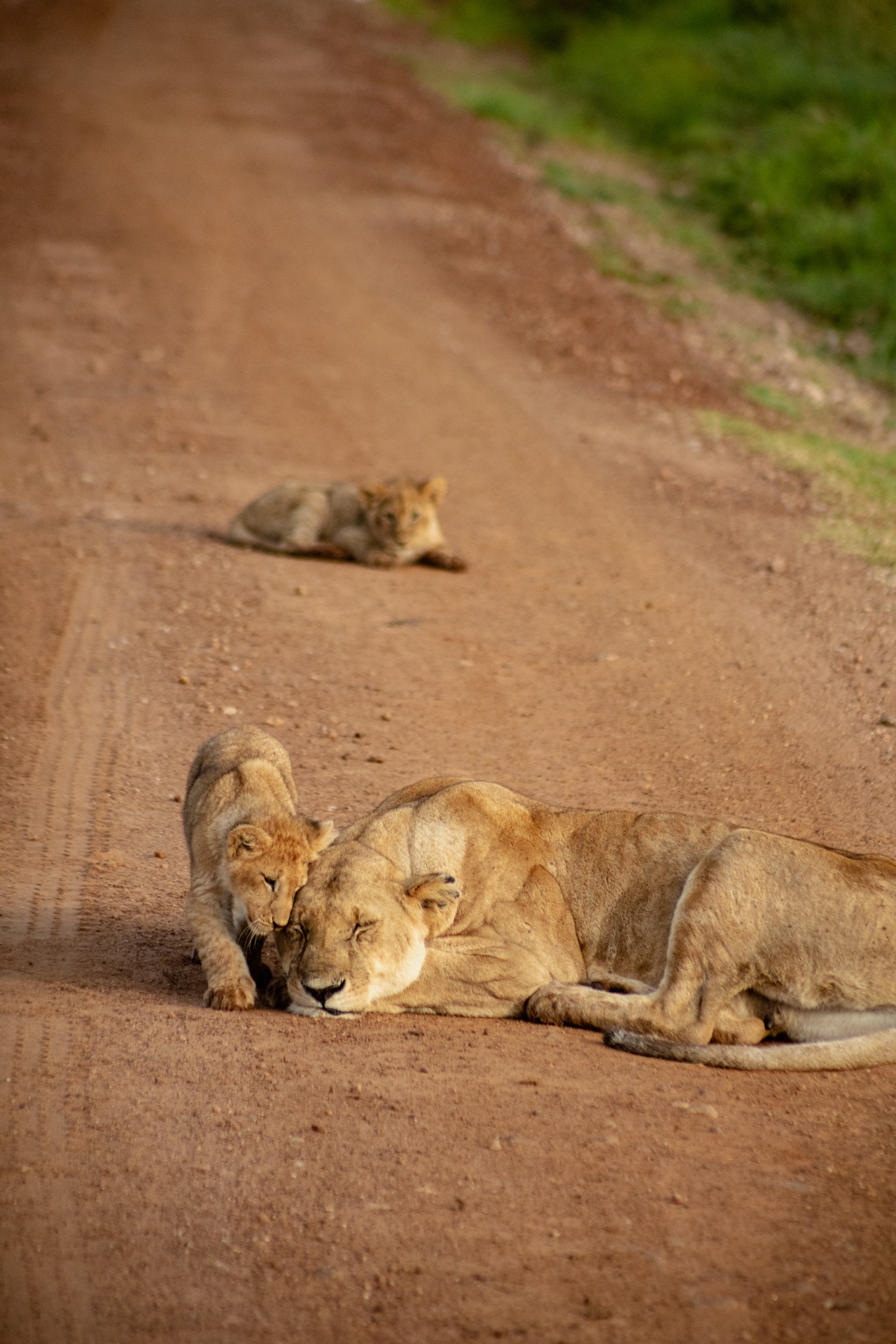 Kenya — the Great Migration